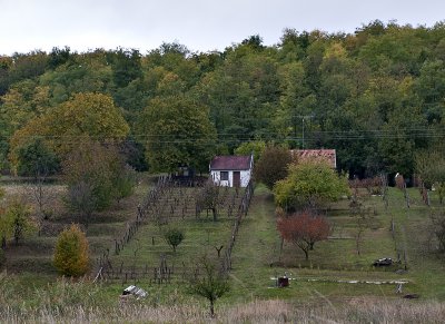 Front-yard vineyard