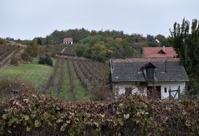 More vineyards
