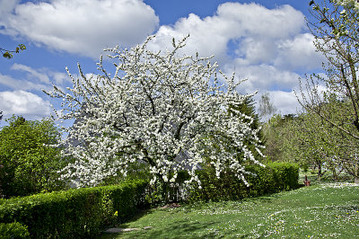 Spring in our orchard