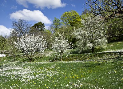 40 trees in the orchard make for a dazzling spring