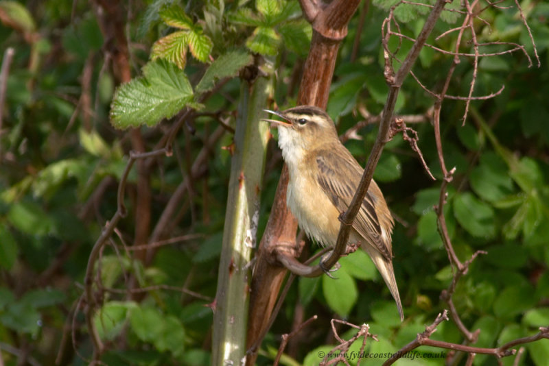 Sedge Warbler