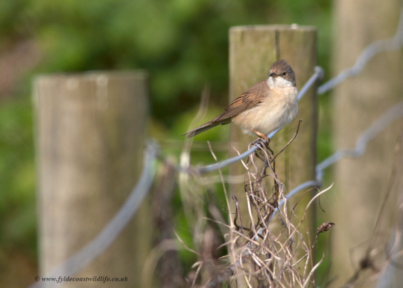 Common Whitethroat