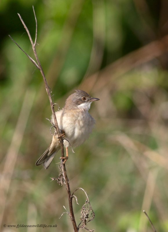 Common Whitethroat