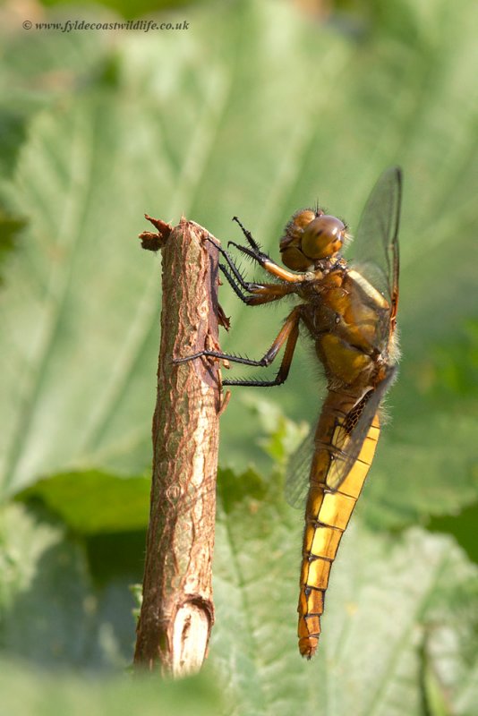 female Broad-bodied Chaser