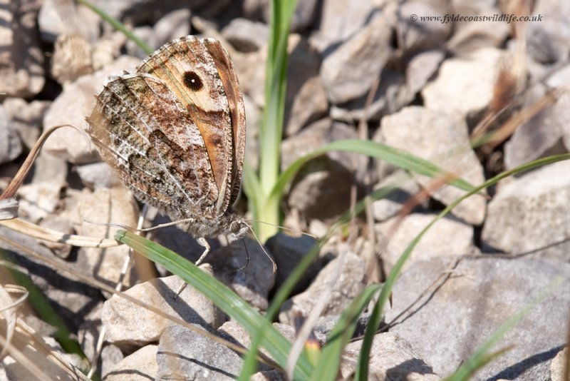 Grayling