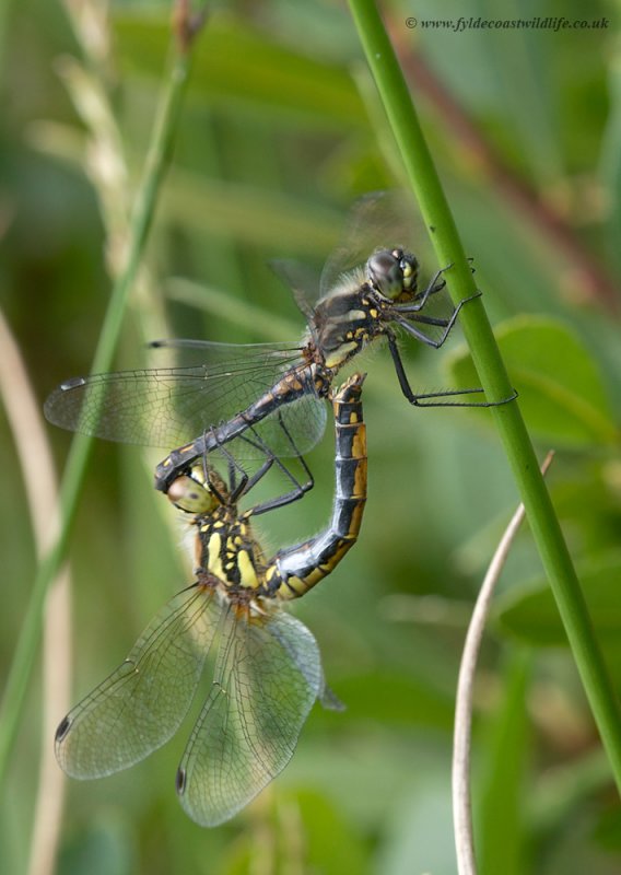 mating Black Darters