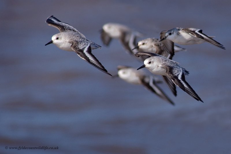 Sanderling