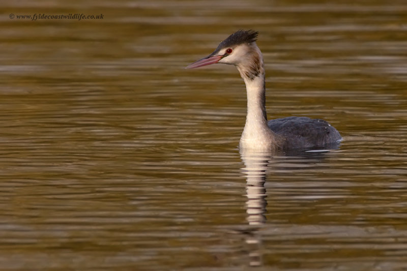 Great Crested Grebe