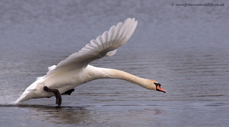 Mute Swan