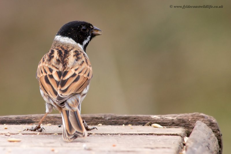 Reed Bunting