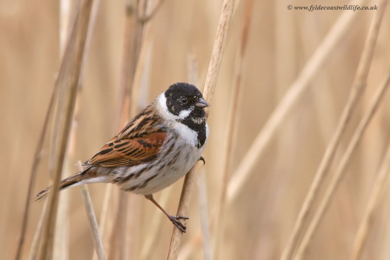 Reed Bunting