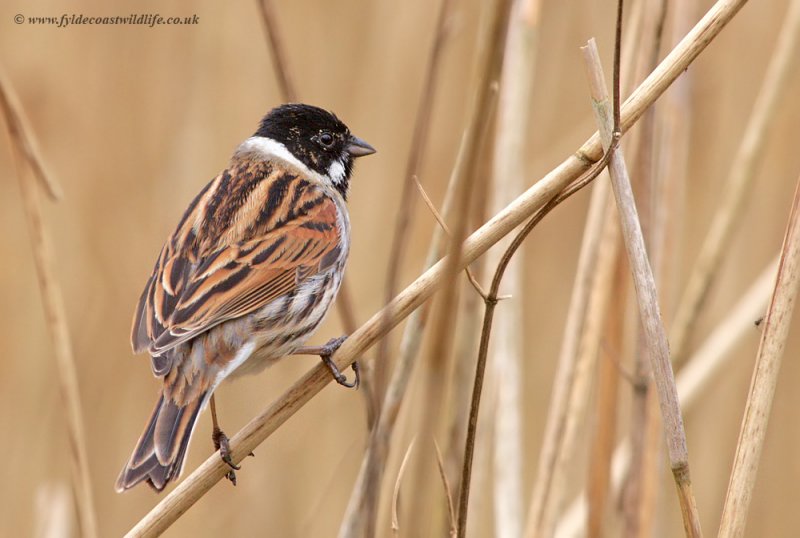 Reed Bunting