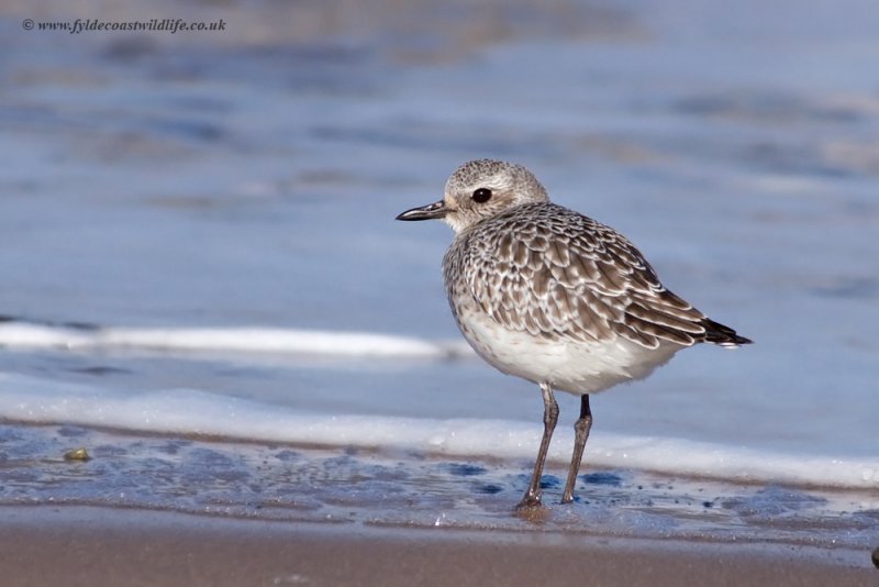 Grey Plover