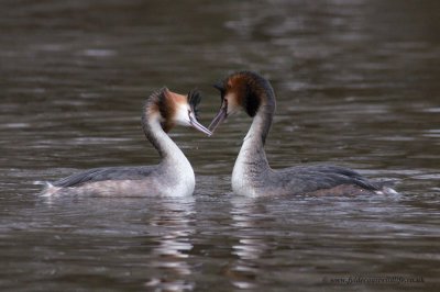 Great Crested Grebe