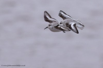 Sanderling