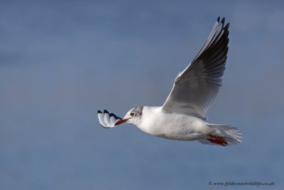 Black-headed Gull