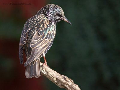 Starling