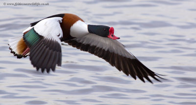 Shelduck