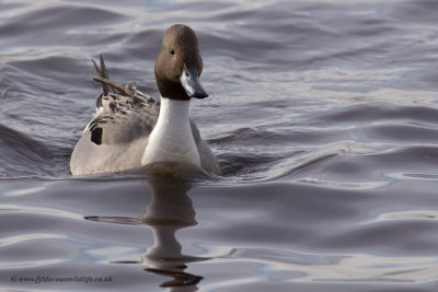 Pintail