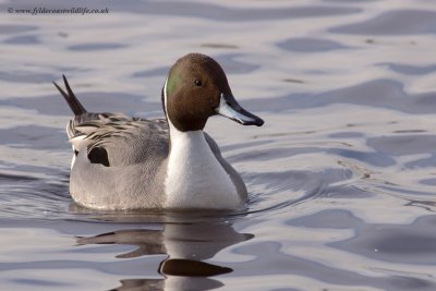 Pintail