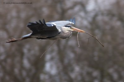 Grey Heron