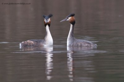 Great Crested Grebes - a displaying couple