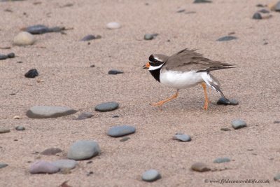 Ringed Plover