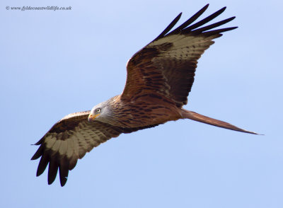 Red Kite - Milvus milvus