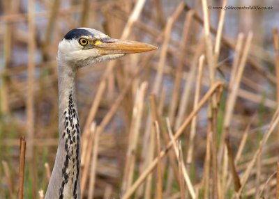 Grey Heron