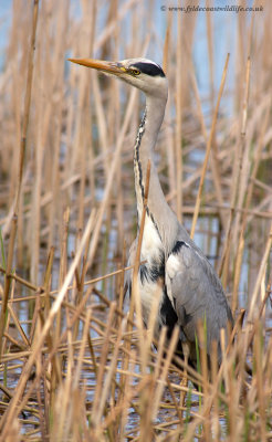 Grey Heron