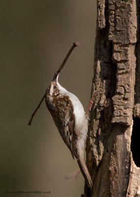 Treecreeper with nesting material