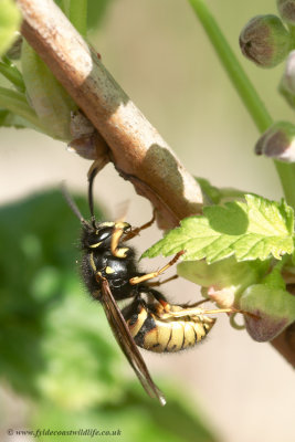 Common Wasp