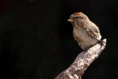 Lesser Redpoll