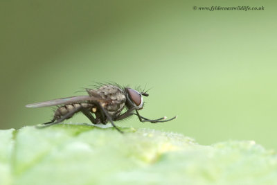 Fly