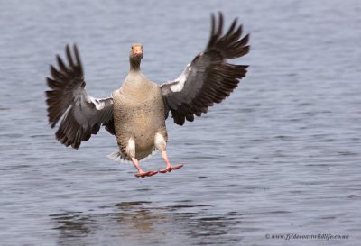 Greylag Goose coming into land