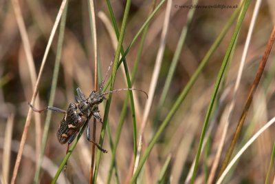 Longhorn Beetle - Rhagium bifasciatum