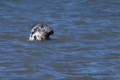 Atlantic Grey Seal