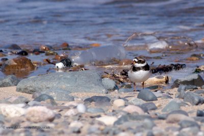 Ringed Plover & discarded water bottle