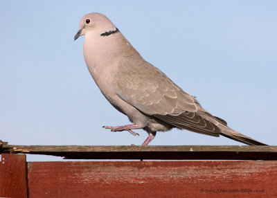 Collared Dove - doing the goose step?