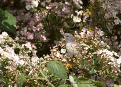 Common Whitethroat