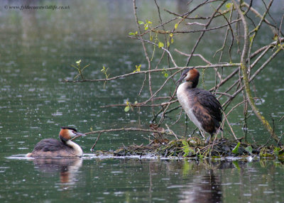 Great Crested Grebe - changeover @ the nest