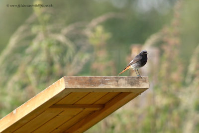 Black Redstart