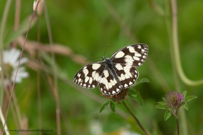 Marbled White