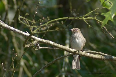 Spotted Flycatcher