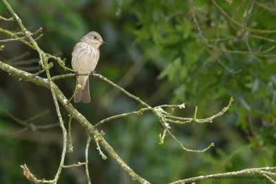 Spotted Flycatcher