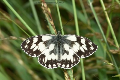 Marbled White