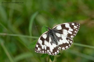 Marbled White