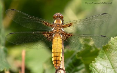 female Broad-bodied Chaser