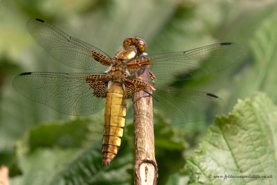 female Broad-bodied Chaser