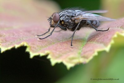 Flesh Fly